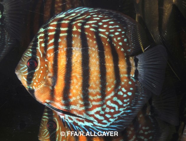 Symphysodon aequifasciata Curipea - 